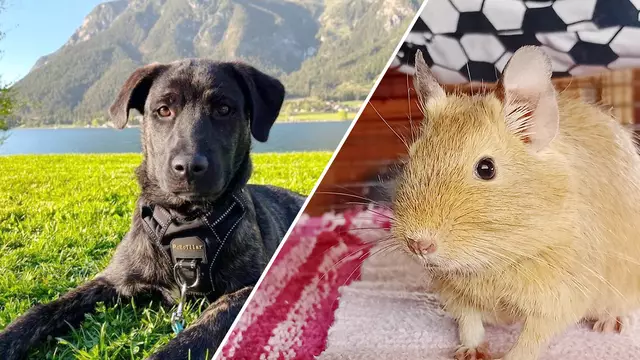 Brutus, der Mischlingsrüde und die drei Degubrüder sind auf der Suche nach einem neuen Zuhause.