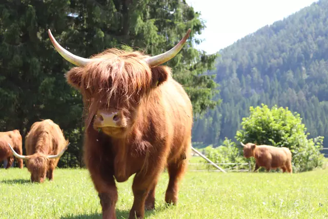 Foto: David Pomberger