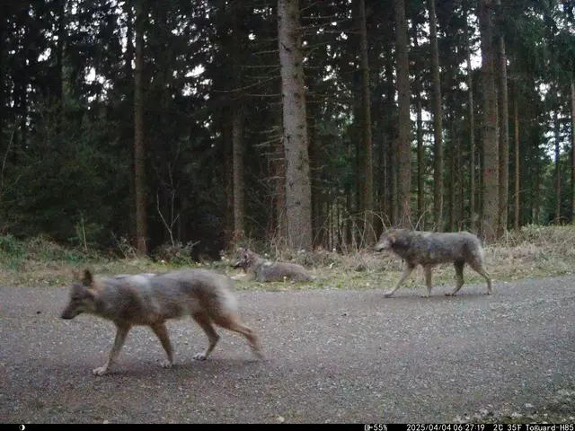 Das Wolfsrudel ist in Ulrichsberg unterwegs. | Foto: Fischer