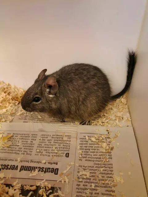 Bella und ihre Schwester Susi würden so gerne in ein neues Zuhause einziehen. | Foto: Arche Wels