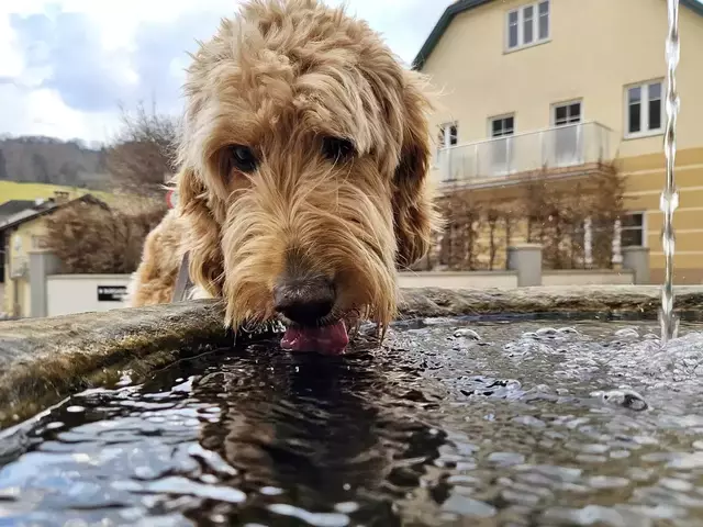 Durstiger Hund in Reinsberg | Foto: Christian Hahn