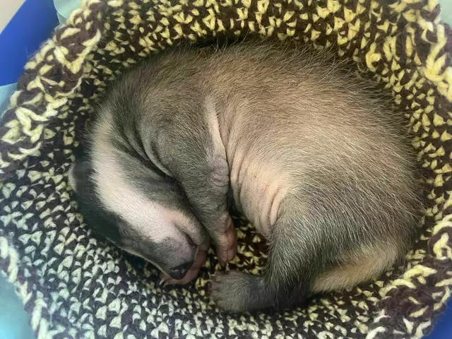 "Bounty" ist erst vier Wochen alt und befindet sich derzeit im Wiener Tierschutzverein. | Foto: Wiener Tierschutzverein