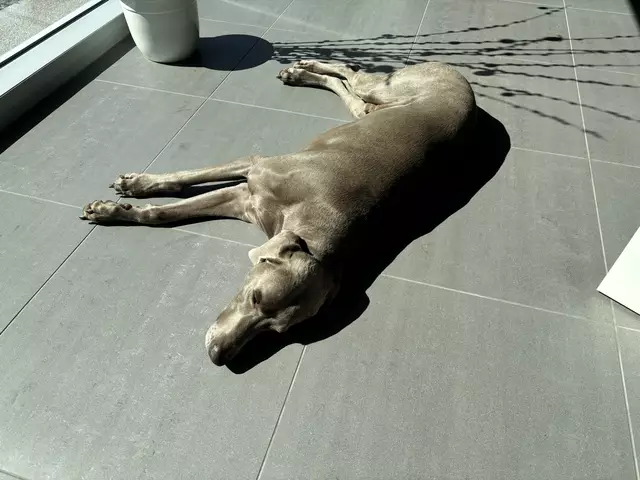 Sonne macht müde: Hund im Autohaus Oppitzhauser | Foto: Bachhofner