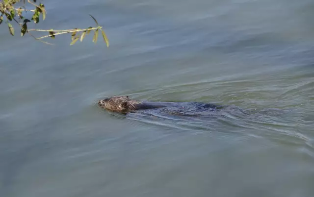 Ein seltener Anblick: Biber in der Donau bei Mautern