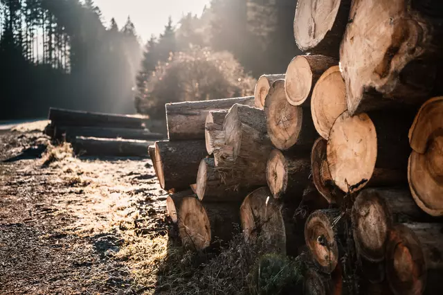 Ein 45-Jähriger wurde am Montagnachmittag bei Forstarbeiten in Schwendt verletzt. Beim Durchtrennen eines unter Spannung stehenden Baumes brach dieser. | Foto: stock.adobe.com/alexanderuhrin (Symbolbild)