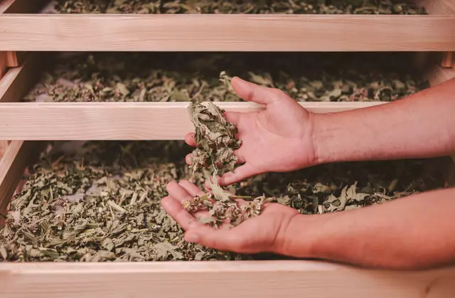 Die Qualität an Zeit, die sie in der Natur verbringen, ist besonders wertvoll. | Foto: Kräuterwerkstatt Kärnten