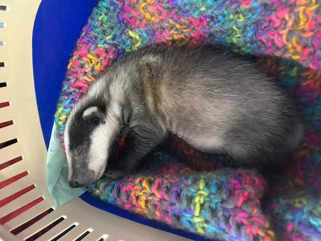 Dachsbaby "Bounty" kämpft ums Überleben. Es wurde neben der toten Mutter bei Gleisen gefunden. | Foto: Wiener Tierschutzverein