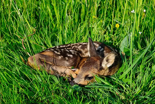 Rehkitze harren im hohen Gras aus, die Mütter kommen nur ab und an zum Säugen der Jungen vorbei. Gleich tun es ihnen die Feldhasen. (Archivfoto) | Foto: Steirische Landesjägerschaft
