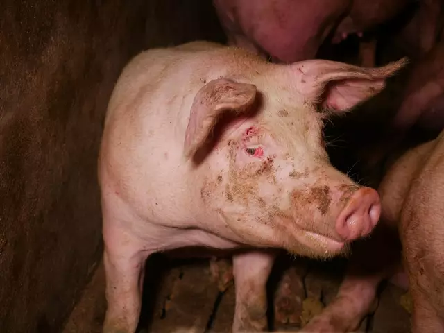 Der VGT fordert ein echtes Ende des Vollspaltenbodens und harte Konsequenzen für Tierquälerei. | Foto: VGT.at