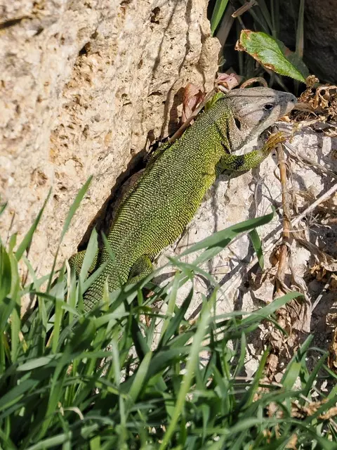 Eine aus der Winterruhe erwachte Smaragdeidechse wärmt sich in der Frühlingssonne, hier am Rande eines Weingartens bei Pfaffstätten.  | Foto: Anton Kroh 