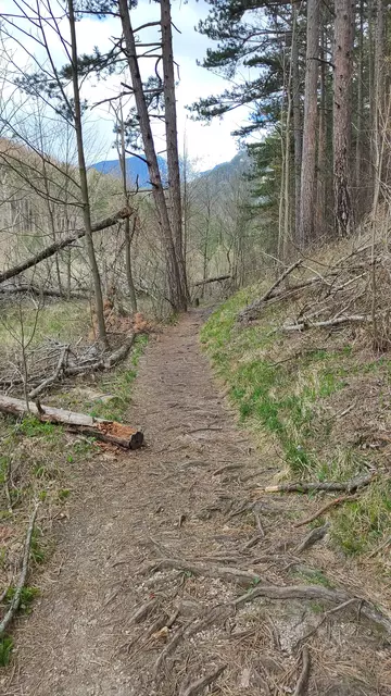 der Weg ist teilweise wurzelig und steinig... | Foto: I.Wozonig