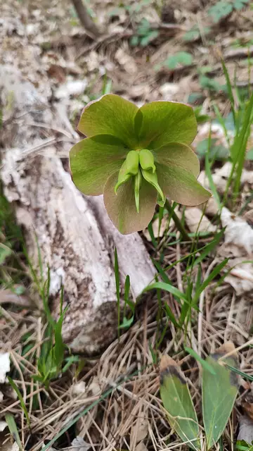 schön sind die verblühten Schneerosen... | Foto: I.Wozonig