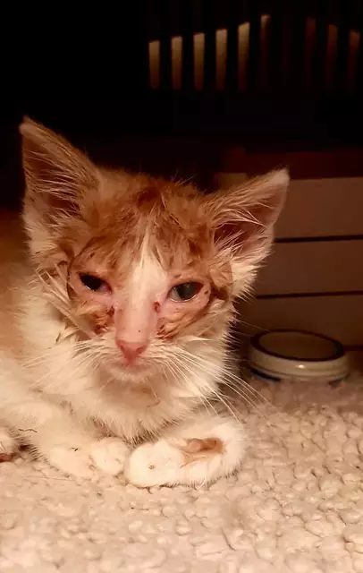 Jedes Jahr im Frühling und Herbst wird der Tierschutzverein mit Herz mit ungewolltem Katzennachwuchs konfrontiert.  | Foto: Kunde, Tierschutzverein mit Herz