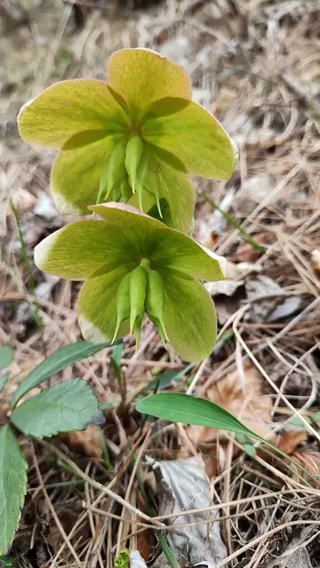 ich finde sie in jedem Stadium wunderbar... | Foto: I.Wozonig