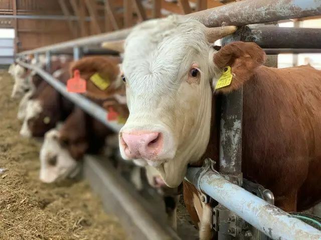 Derzeit blickt noch alles mit großer Sorge in den Osten. Die Gefahr eines Seuchen-Ausbruchs ist aber auch bei uns sehr groß. | Foto: BBK Zwettl