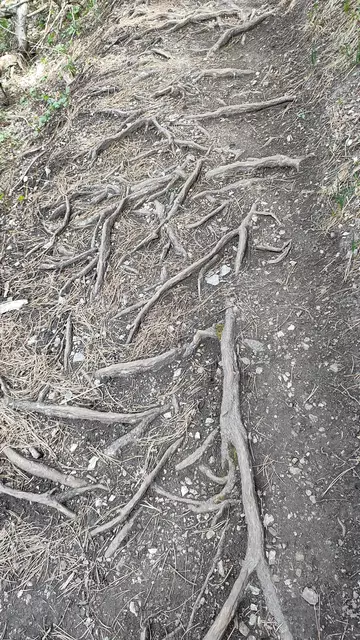 manchmal entschuldige ich mich bei den Bäumen dass ich ihnen ,,auf die Zehen trete"... | Foto: I.Wozonig