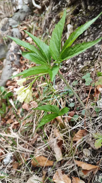 Frühlingsboten zeigen sich... | Foto: I.Wozonig