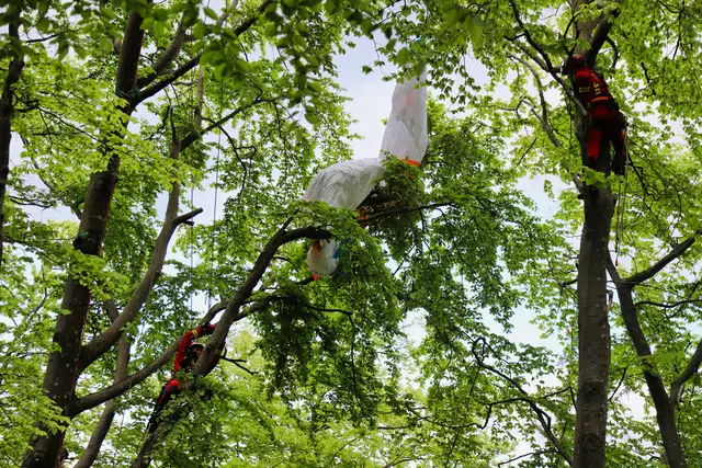 Am Dienstag am Nachmittag stürzte ein 43-jähriger Paragleiterpilot oberhalb der L69 in Musau ab, nachdem sein Gleitschirm ins Trudeln geriet und einklappte. | Foto: laumat.at / Gabriel Prammer (Symbolbild)