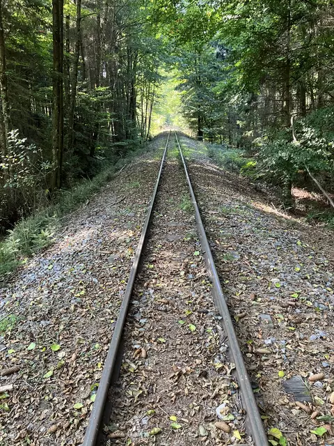 Mit der Bahn oder doch mit dem Fahrrad durch den schönen Wald? | Foto: P. Thaller