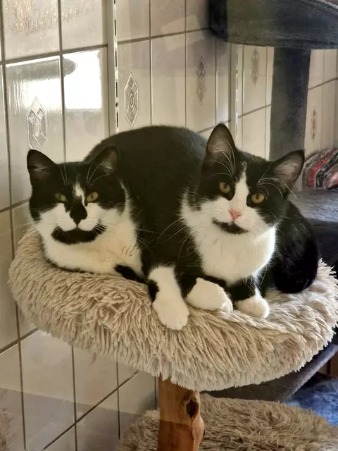 Noxus und Amber sind unzertrennlich und suchen einen gemeinsam einen Lebensmenschen. | Foto: Arche Wels