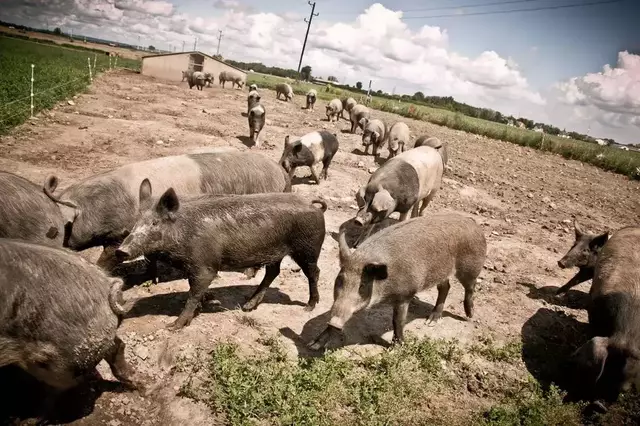 Der Biohof Harbich besitzt rund 230 Rinder, 60 Schweine und 18 Ziegen. | Foto: Biohof Harbich