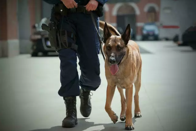 Der Tatverdächtige soll bei seiner Festnahme auch mehrmals einen Polizeihund getreten haben. (Symbolbild) | Foto: LPD Wien