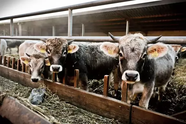 Hoffen und Bangen herrscht im Bezirk - auch der Biohof Harbich in Aderklaa zeigt sich besorgt. | Foto: Biohof Harbich