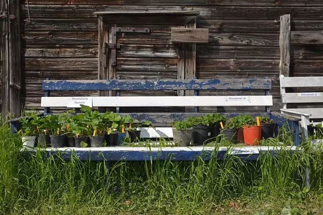 Unter dem Motto „Online vorbestellen, vor Ort abholen“ können Besucher bequem aus einem breiten Sortiment an gezogenen Jungpflanzen wählen. | Foto: Emmaus St. Pölten