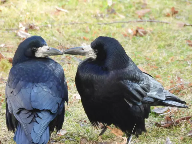 Auch Krähen können sich romantisch Tief in die Augenschauen | Foto: Zuzana Kobesova 2025