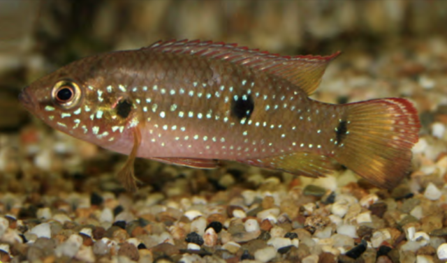 Im Warmbach gibt es auch exotische Fische.  | Foto: Jürgen Petutschnig