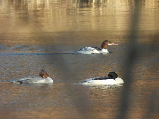 Gänsesäger ein schon synchronisiertes Pärchen mit einem Kontrahent.  | Foto: Zuzana Kobesova 2025