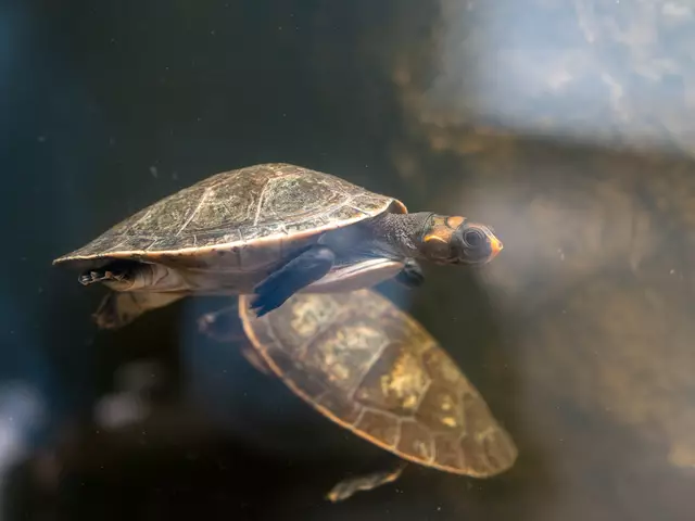 Foto: Valentina Marinelic/MeinBezirk