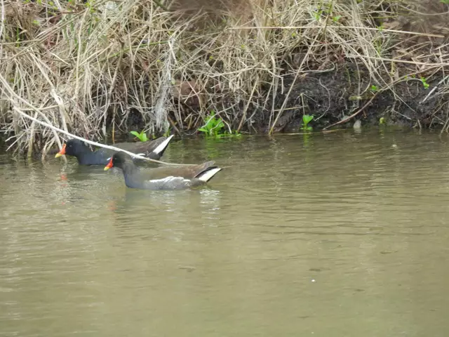 Die Teichhühner sind jetzt paarweise unterwegs | Foto: Zuzana Kobesova 2025