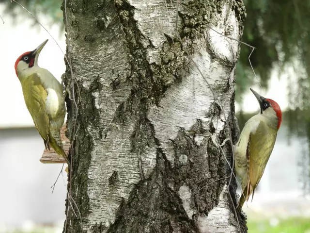 Zwei synchron kraxelnde Grünspechte im Garten versteinerten als sie auf mich aufmerksam wurden. | Foto: Zuzana Kobesova 2025