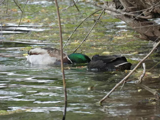 Synchron im Teich geündelnde Stockenten balzen eher unauffällig | Foto: Zuzana Kobesova 2025