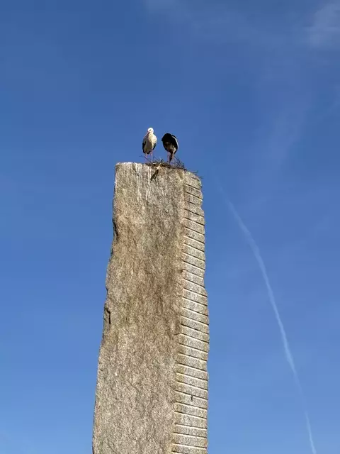 Die beiden bauen gemeinsam ein Nest.  | Foto: Karin Bayr
