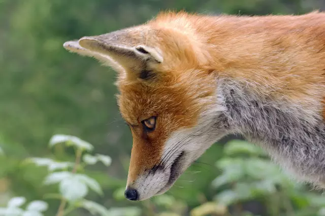 Der Rotfuchs ist ein Anpassungskünstler und fühlt sich vom Asphalt der Großstadt bis zur Wüste wohl | Foto: Gabriele Hubich