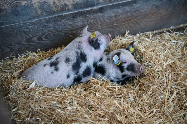 Der Neuzugang im Bauernhof des Alpenzoo Innsbruck: Die Turopolje-Schweine. | Foto: Alpenzoo Innsbruck