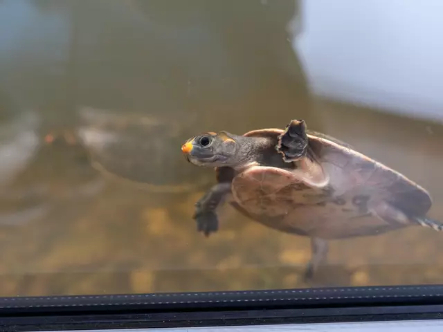 Foto: Valentina Marinelic/MeinBezirk