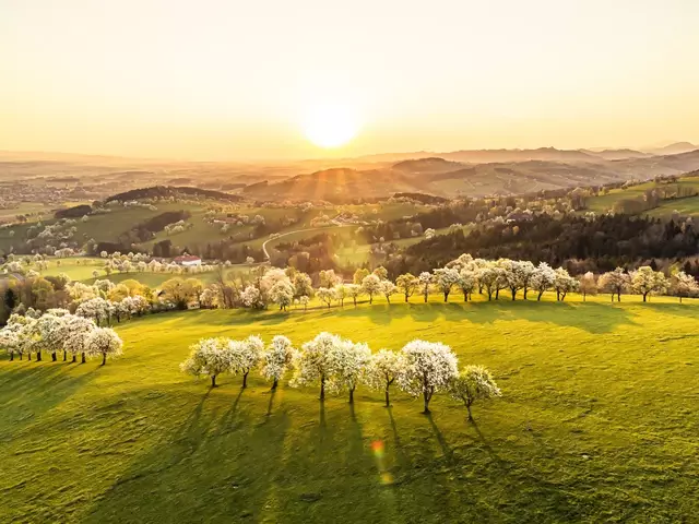 Die Landschaft der Mostvierteler Moststraße verwandelt sich in einigen Tagen wieder in ein weißes Blütenmeer. (Archivbild) | Foto: Robert Herbst