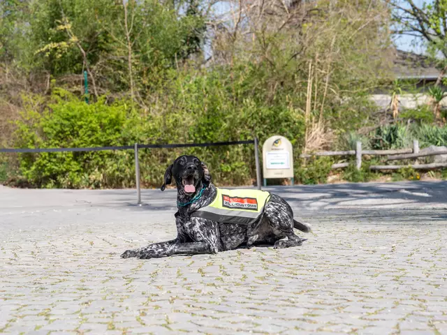 Am Flughafen Schwechat sind auch Artenspürhunde im Einsatz. | Foto: Valentina Marinelic/MeinBezirk