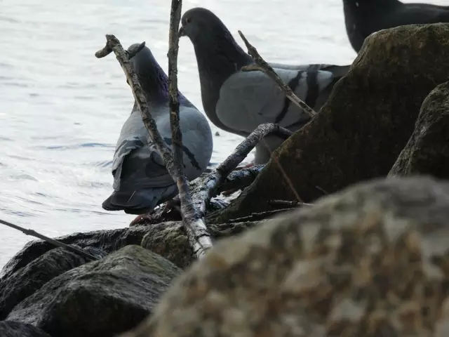 Tauben bei trauter Zweisamkeit bei der Donau  | Foto: Zuzana Kobesova 2025