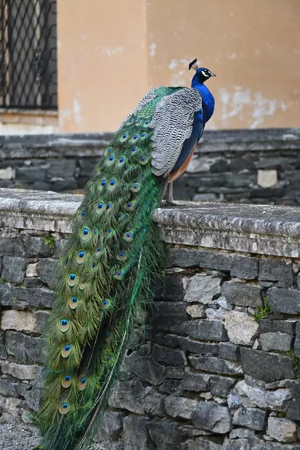 Frei laufender Pfau