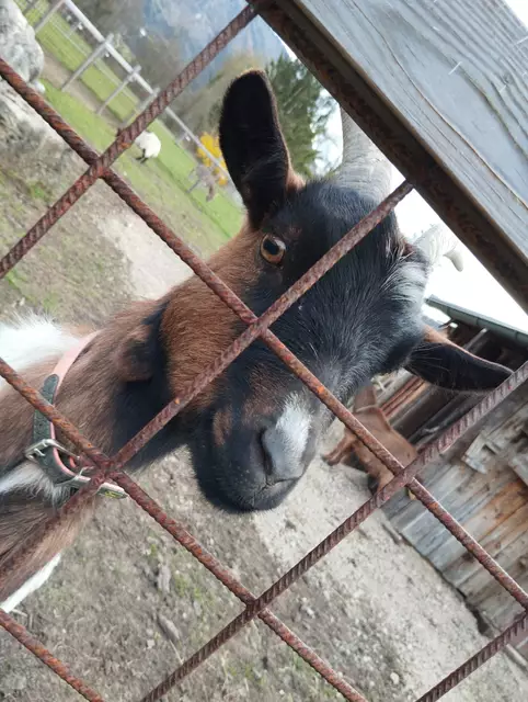 Keck und neugierig, frech und liebenswert  | Foto: Veronika Frank