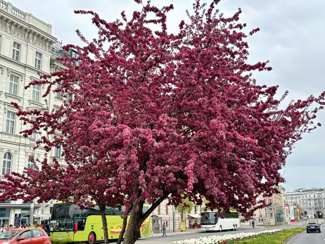 Blütenpracht beim Karlsplatz. | Foto: Barbara Schuster/MeinBezirk
