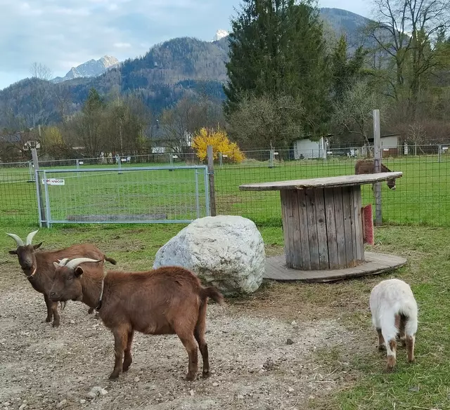 Ein gemütliches Heim in St. Gallen, Heurigenstube Angerer  | Foto: Veronika Frank