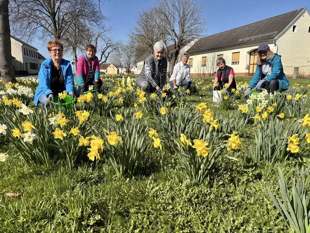 Jedes Jahr verwandelt sich der Deutsch Kaltenbrunner Dorfanger zu einem Narzissenmeer.  | Foto: Elisabeth Kloiber