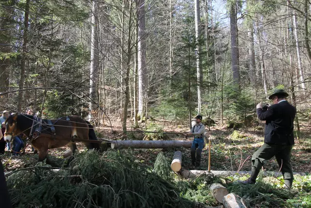Hubert zog die Baumstämme. | Foto: Meßthaller