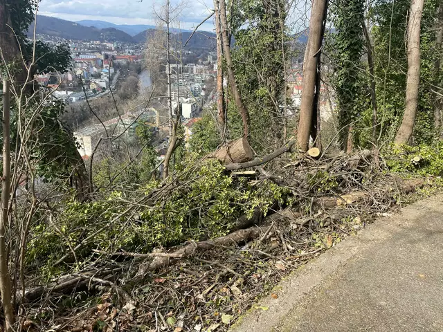 Es darf wild aussehen, am Schloßberg. Immerhin tut das der Fauna und Flora gut.  | Foto: MeinBezirk