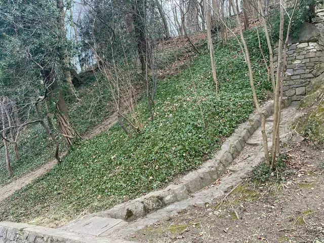 Der Efeu darf am Schloßberg weiter ranken, solange die Baumkrone frei bleibt.  | Foto: MeinBezirk